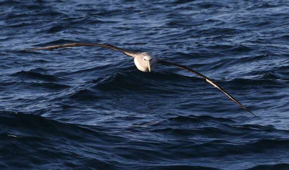 Image of Salvin's Albatross