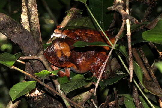 Image of Madagascar Bright-eyed Frog