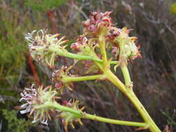 Sivun Serruria elongata (Berg.) R. Br. kuva