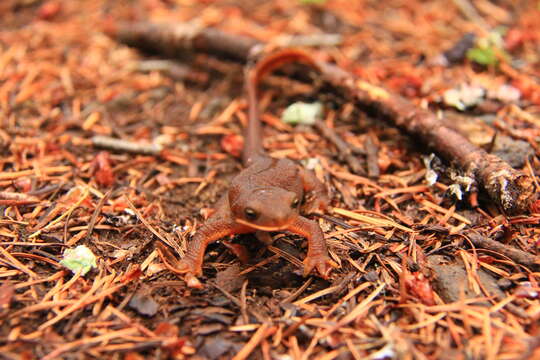 Image of Rough-skinned Newt