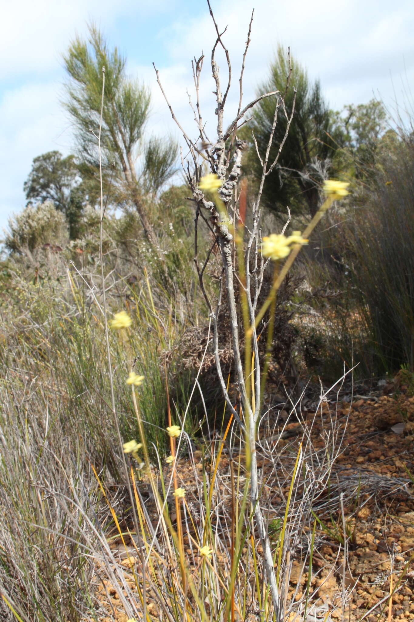 Image of Stirlingia tenuifolia (R. Br.) Steudel