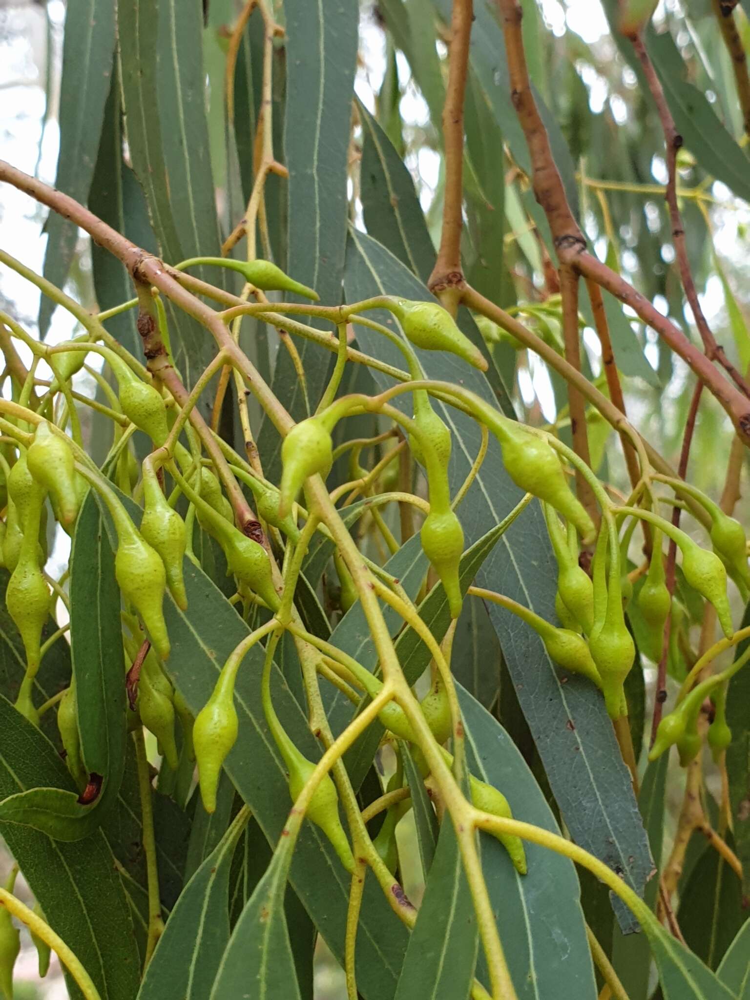 Image de Eucalyptus leucoxylon subsp. leucoxylon