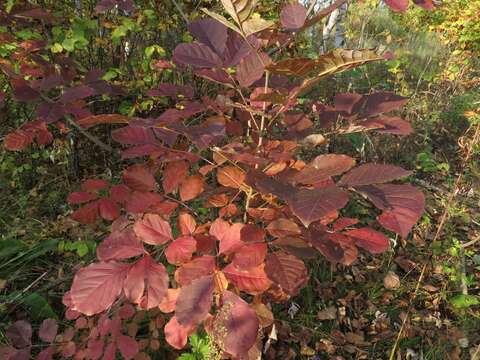 Image of Chinese ash