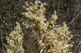 Image of Peninsular beargrass