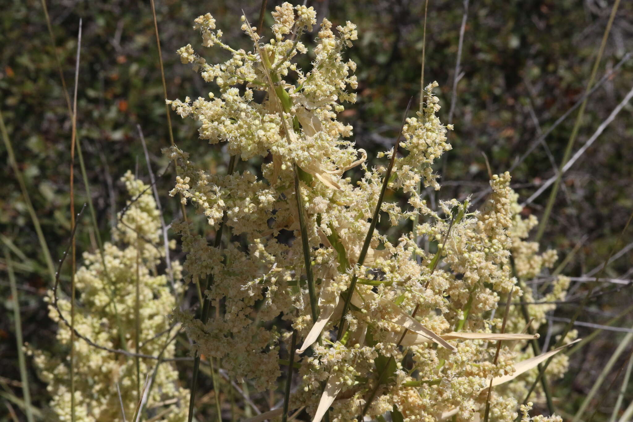 Image of Peninsular beargrass