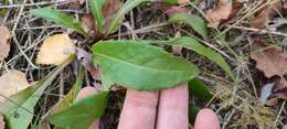 Plancia ëd Solidago virgaurea subsp. lapponica (With.) N. N. Tzvel.