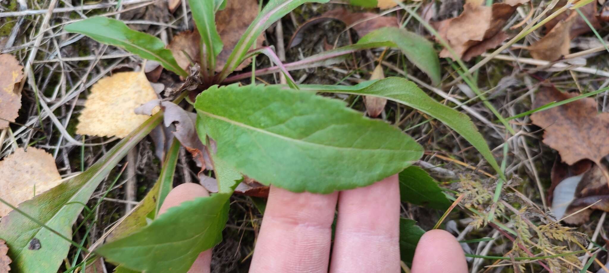 Image de Solidago virgaurea subsp. lapponica (With.) N. N. Tzvel.