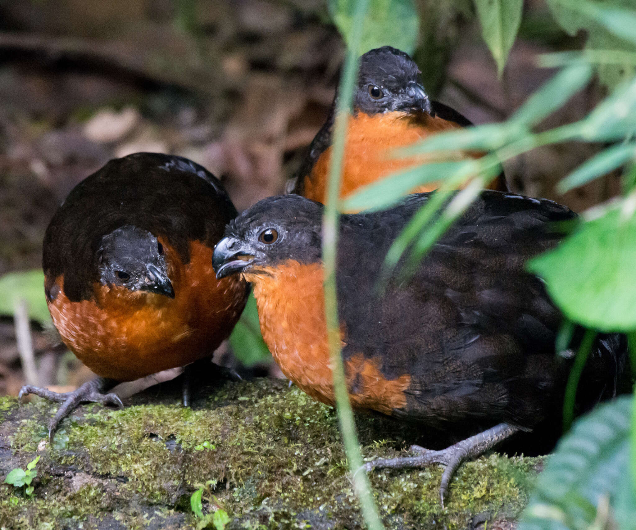 Image of Dark-backed Wood Quail