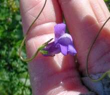 Imagem de Antirrhinum strictum (Hooker & Arnott) A. Gray