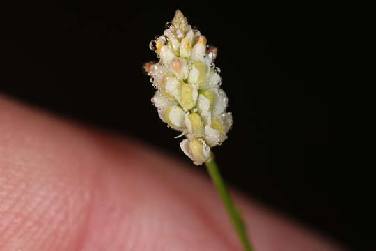 Image of Coastal-Plain Milkwort