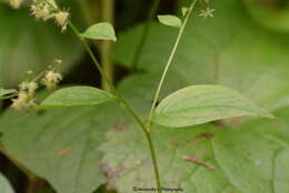 Image of <i>Hackelia uncinata</i> (Royle ex Benth.) Fischer