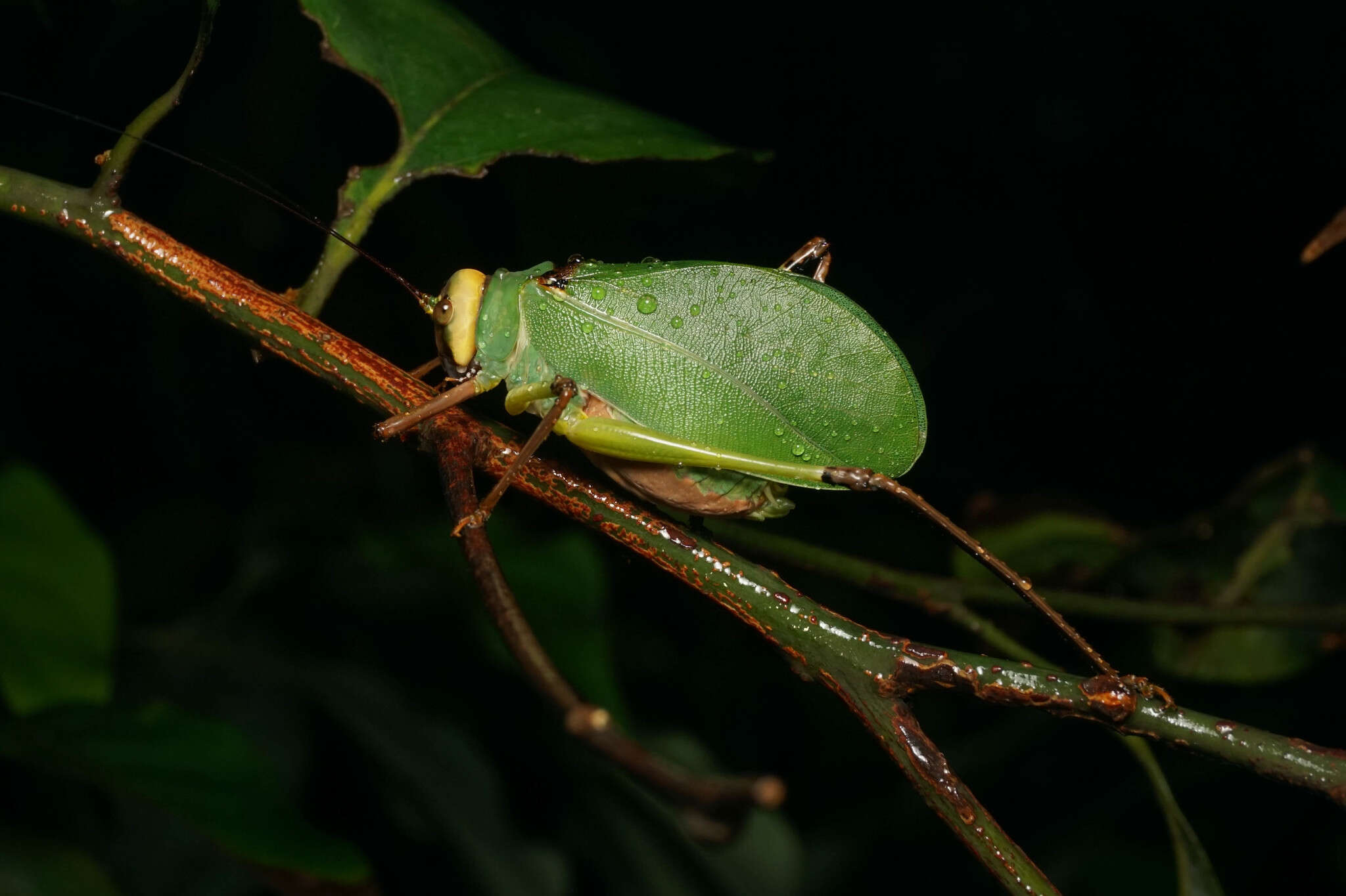 Sivun Ozphyllum kuranda Rentz, D. C. F., Y. Su & Ueshima 2007 kuva