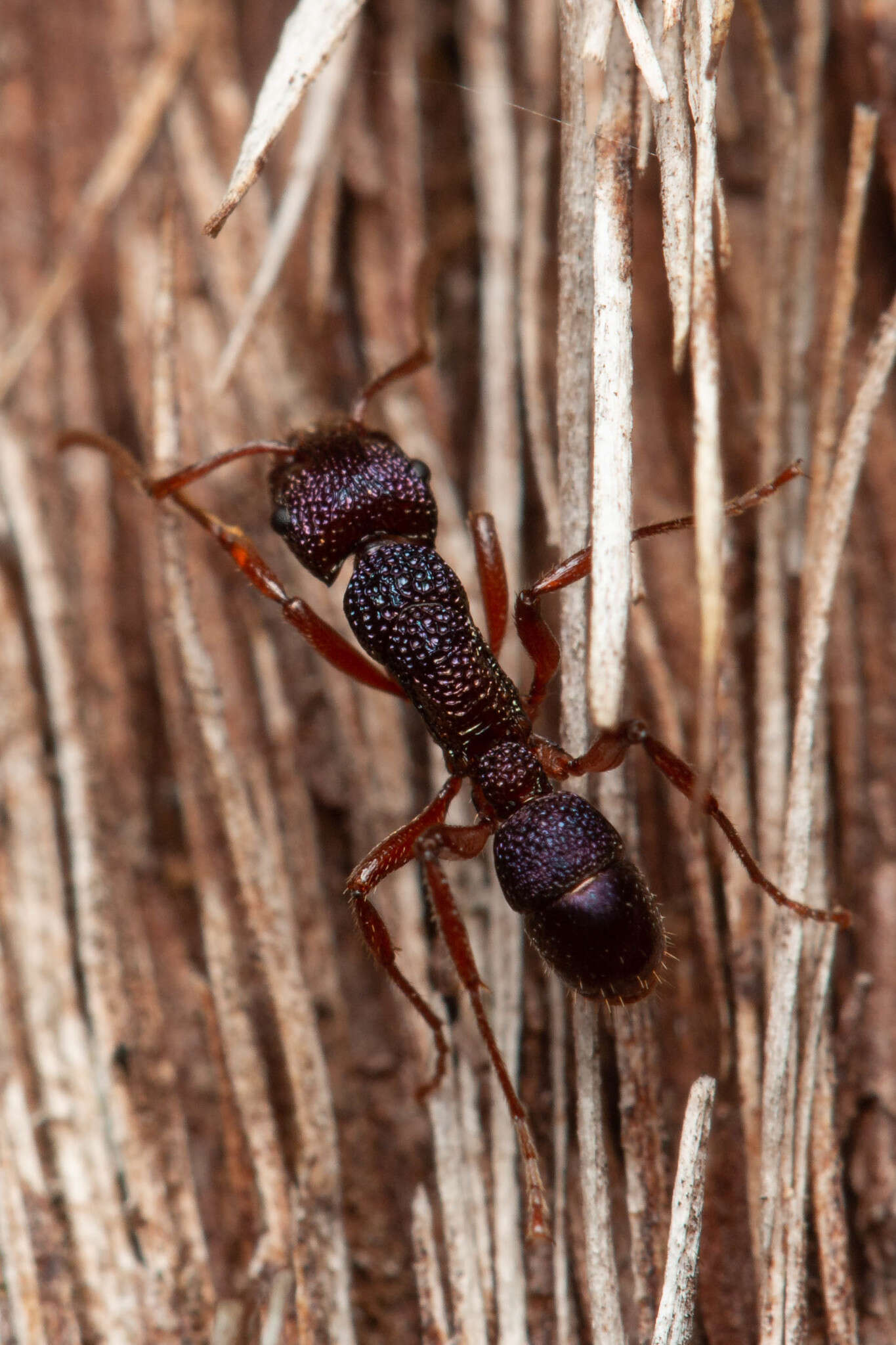 Image of Rhytidoponera scabrior Crawley 1925