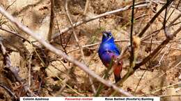 Image of Rose-bellied Bunting