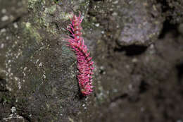 Image of Desmoxytes purpurosea Enghoff, Surachit & Panha 2007