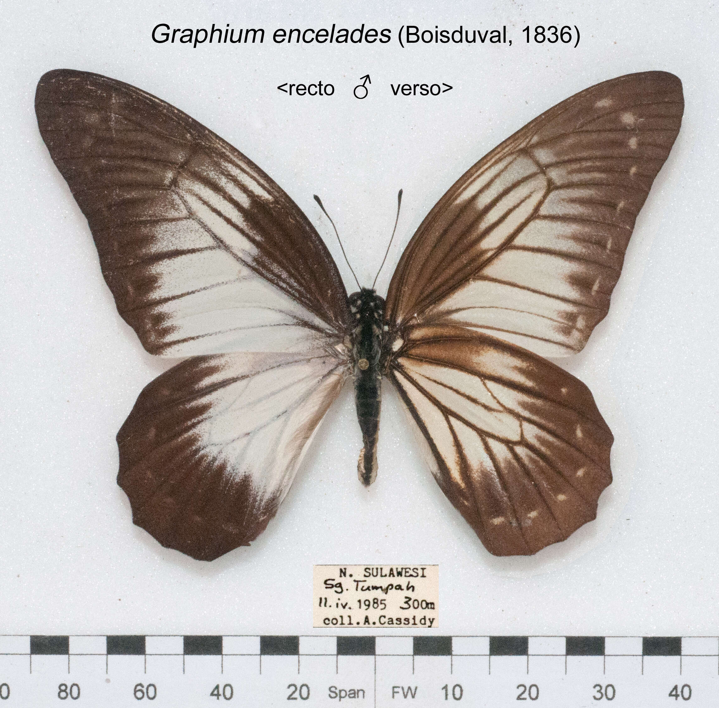 Image of Graphium encelades (Boisduval 1836)