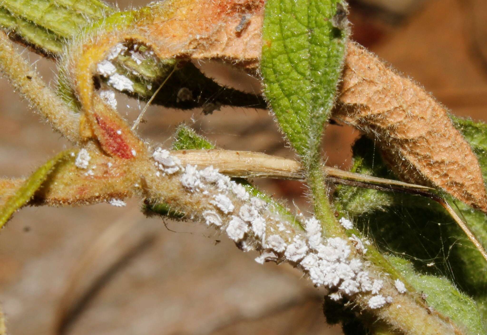 Image of Vine mealybug