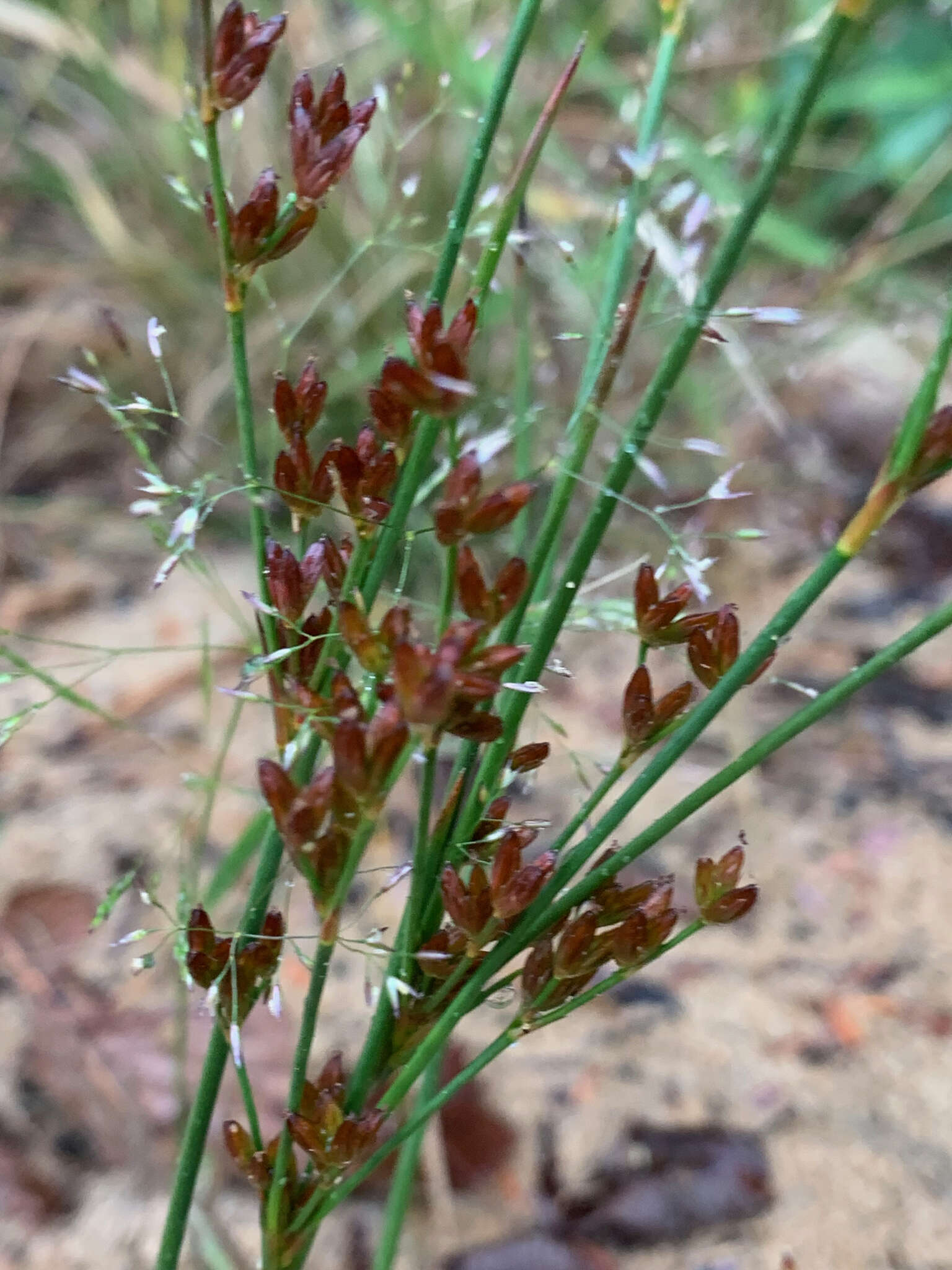 Image of Narrow-Panicle Rush