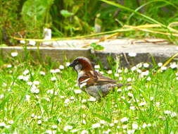 Image of Passer domesticus domesticus (Linnaeus 1758)