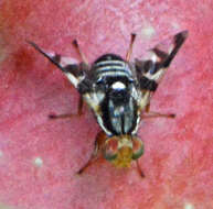 Image of Apple Maggot Fly