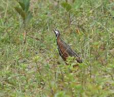 Image of Harlequin Quail