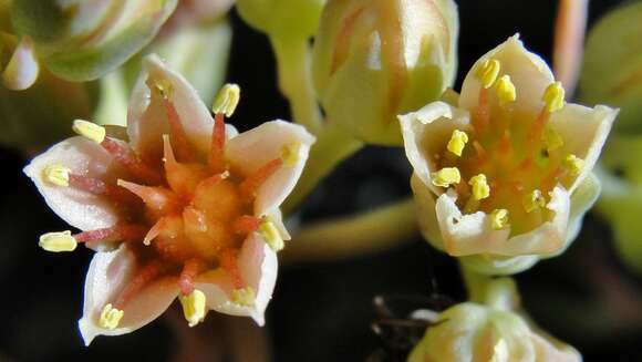 Sivun Sedum obtusatum subsp. paradisum M. F. Denton kuva