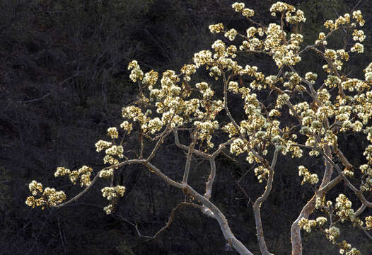 Image of Paperbark albizia