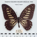 Graphium deucalion (Boisduval 1836) resmi