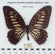 Graphium deucalion (Boisduval 1836) resmi