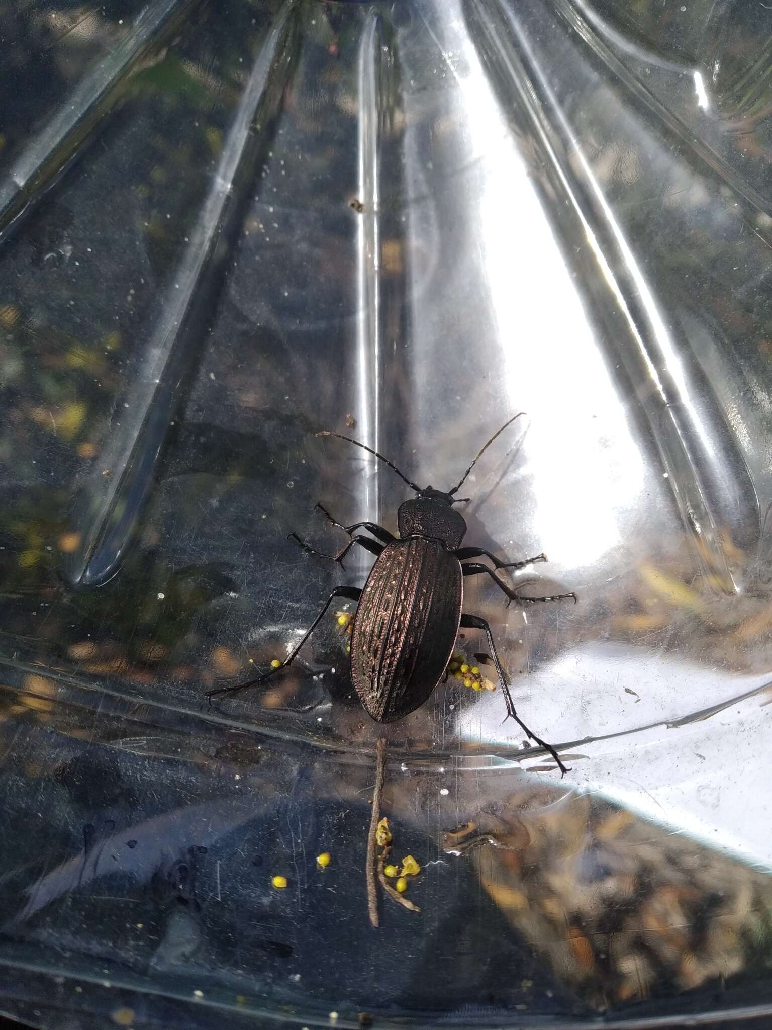 Image of Carabus (Macrothorax) rugosus celtibericus Germar 1824