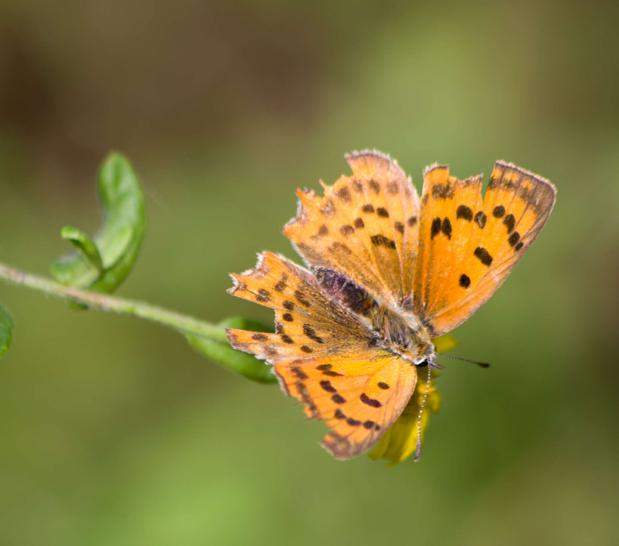 Image of <i>Lycaena ottomana</i>