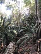 Image of Modjadji Cycad