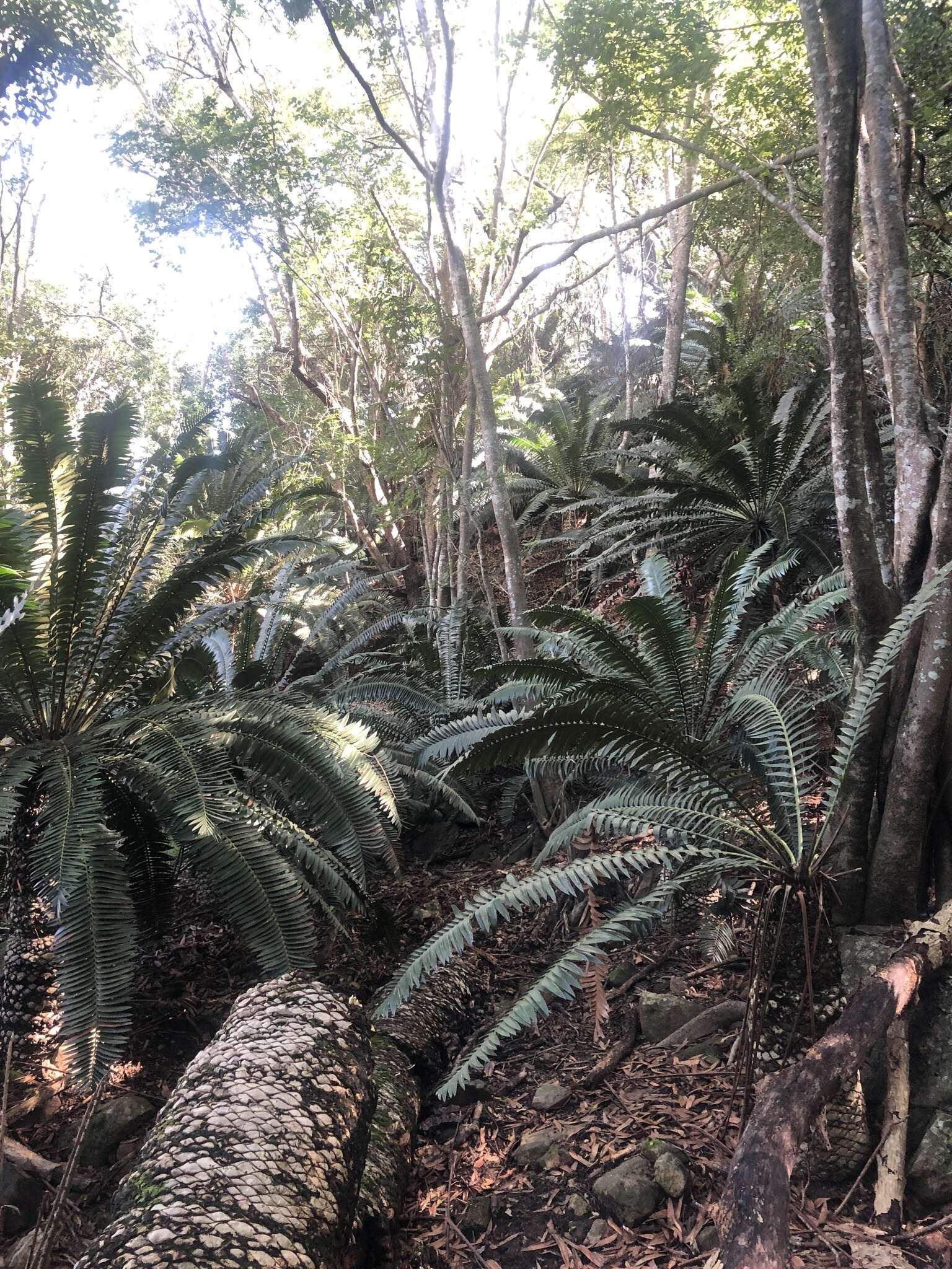 Image of Modjadji Cycad