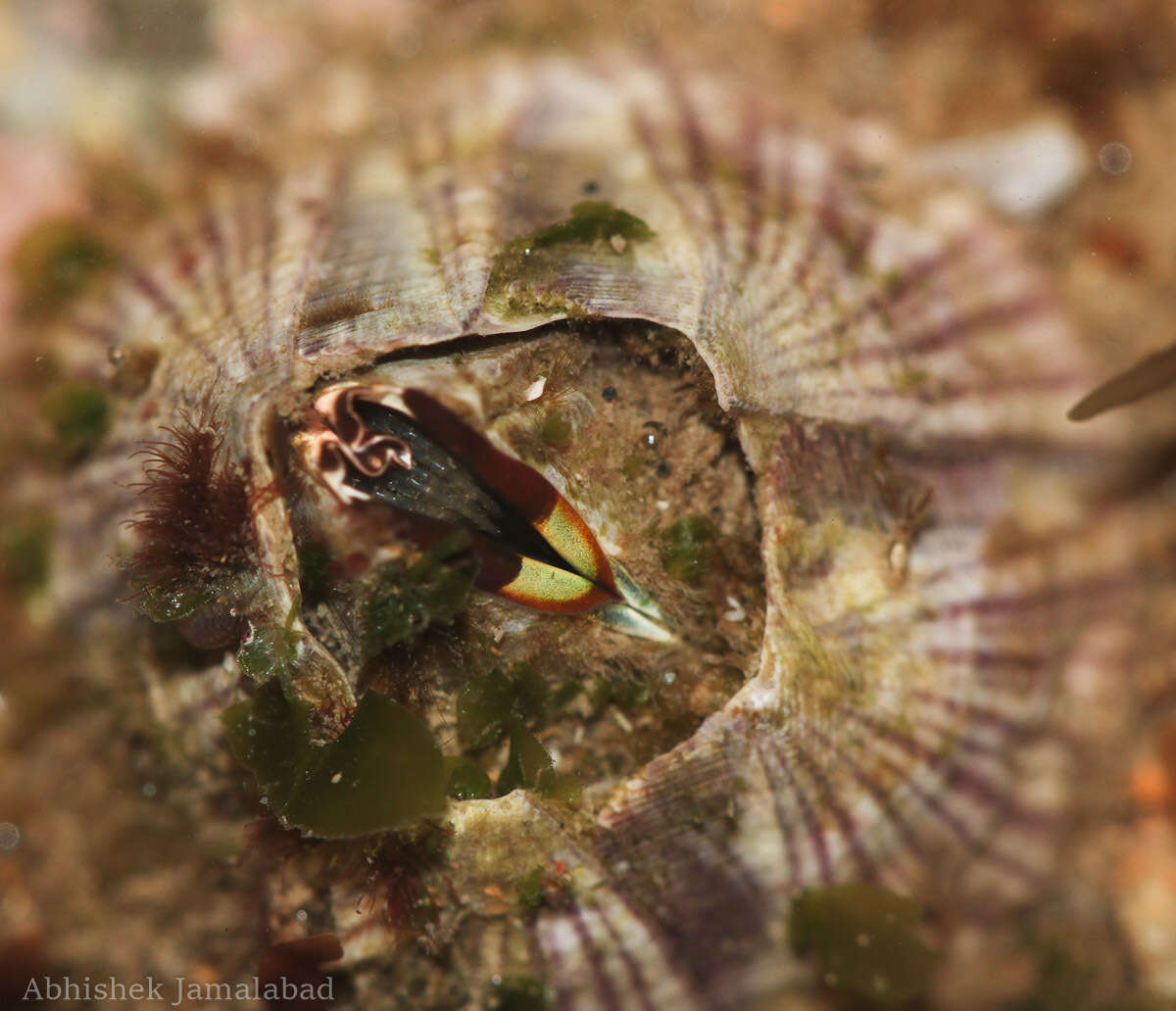 Amphibalanus reticulatus (Utinomi 1967) resmi