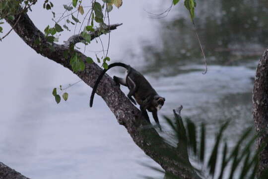 Cercopithecus neglectus Schlegel 1876 resmi