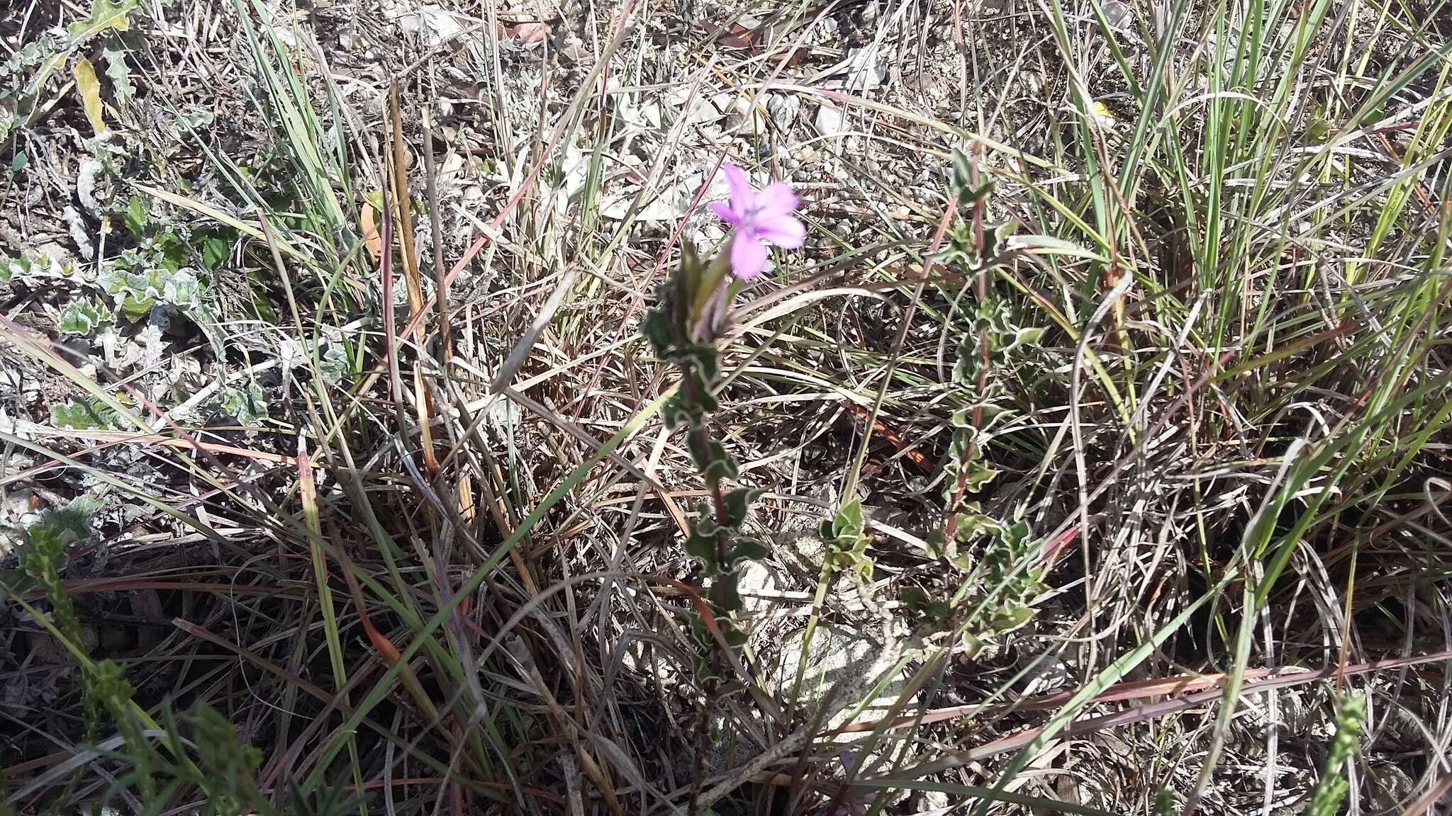 Imagem de Barleria pungens L. fil.