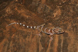 Слика од Cyrtodactylus mcdonaldi Shea, Couper, Wilmer & Amey 2011