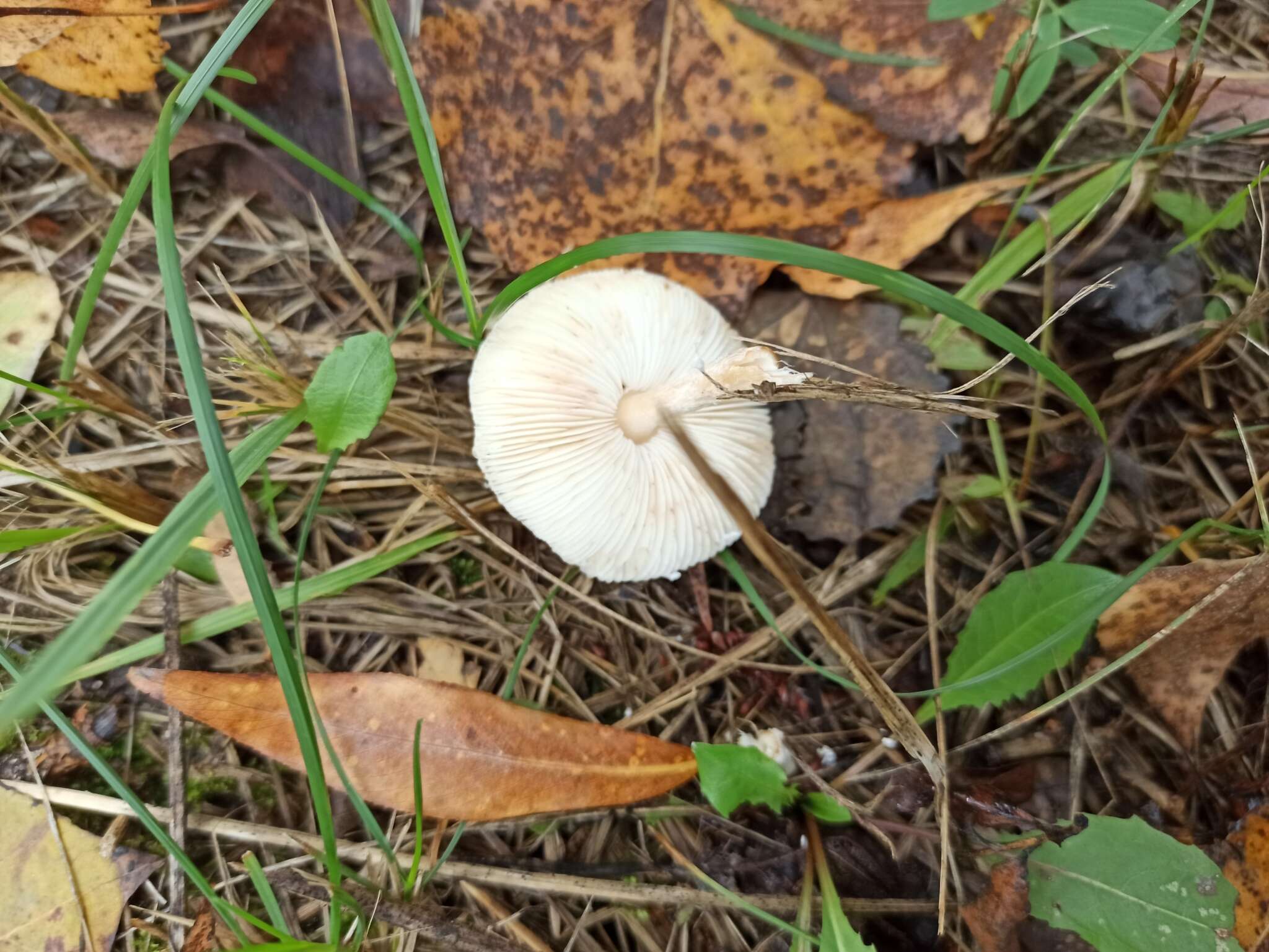 Image of Lepiota oreadiformis Velen. 1920