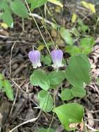 Imagem de Clematis versicolor Small