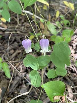 Imagem de Clematis versicolor Small