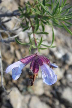 Image of Salvia wiedemannii Boiss.