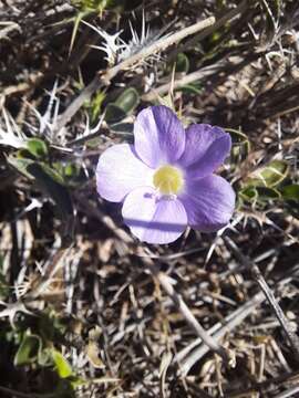 Image of Barleria delamerei S. Moore