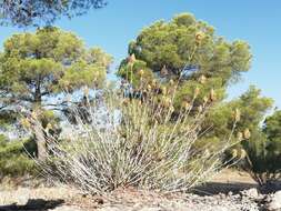 Plancia ëd Teucrium lepicephalum Pau