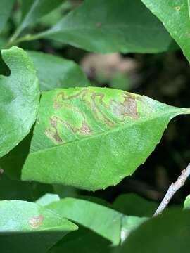 Image of Stigmella prunifoliella (Clemens 1861) Newton et al. 1982