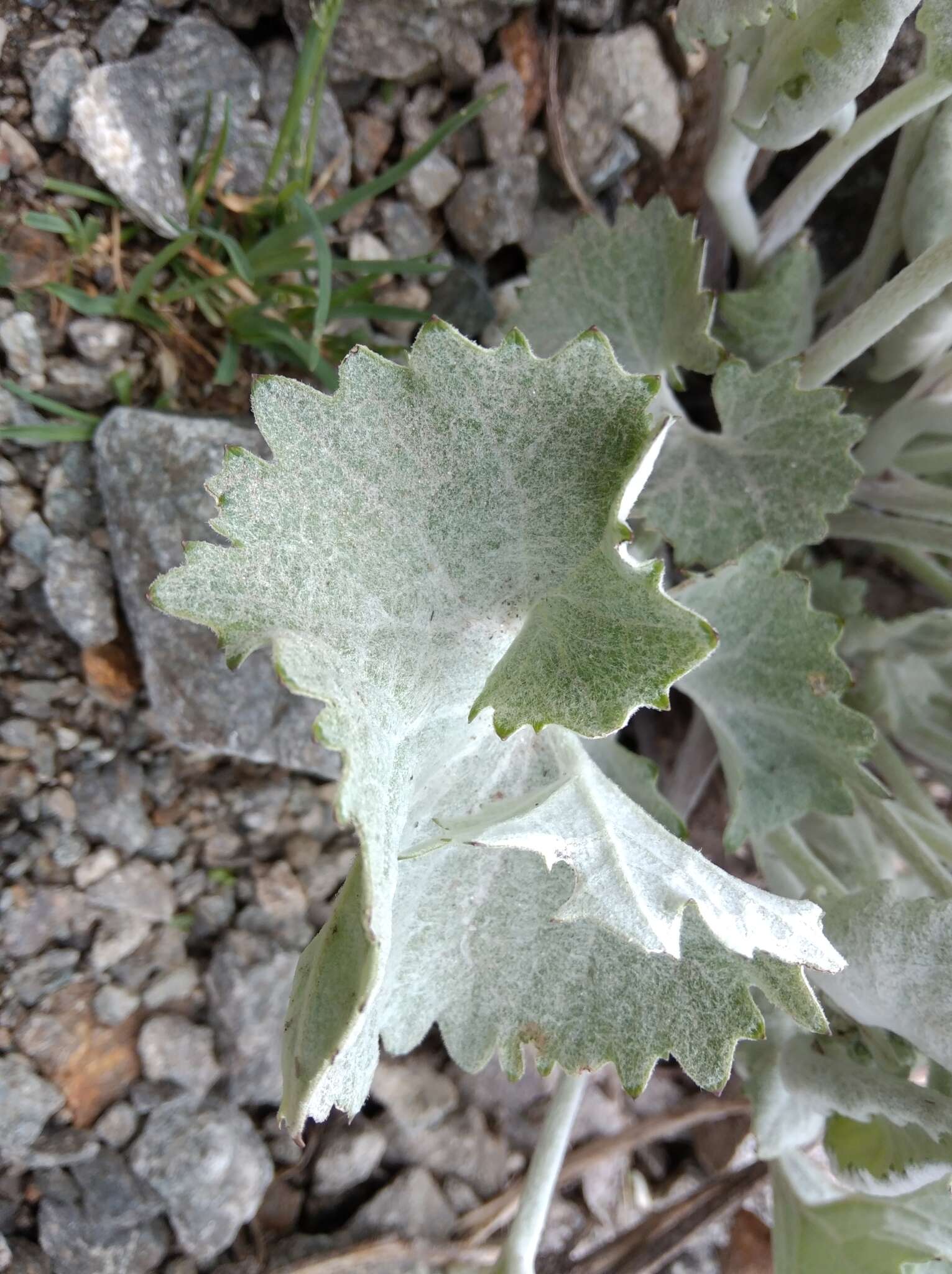 Image de Adenostyles leucophylla (Willd.) Rchb.