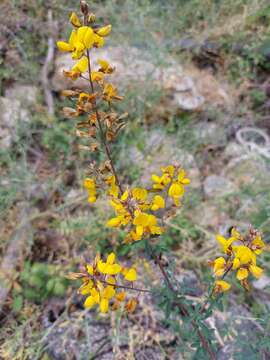 Image de Adenocarpus lainzii (Castrov.) Castrov.