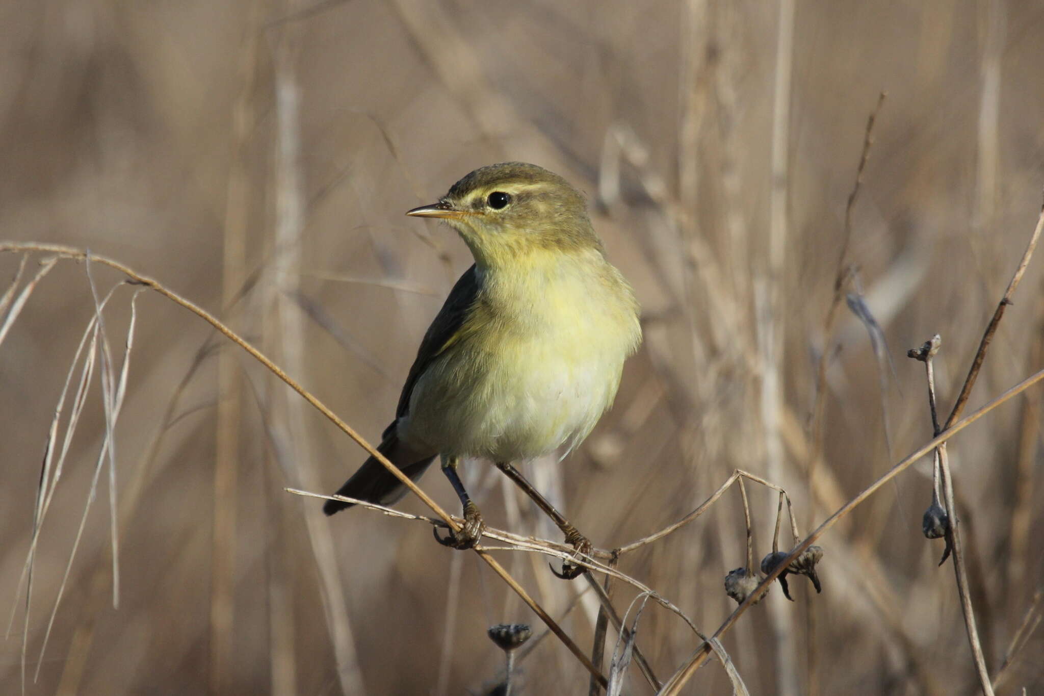 Image of Iberian Chiffchaff