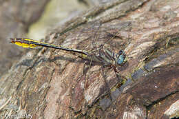 Image of Phanogomphus cavillaris (Needham 1902)