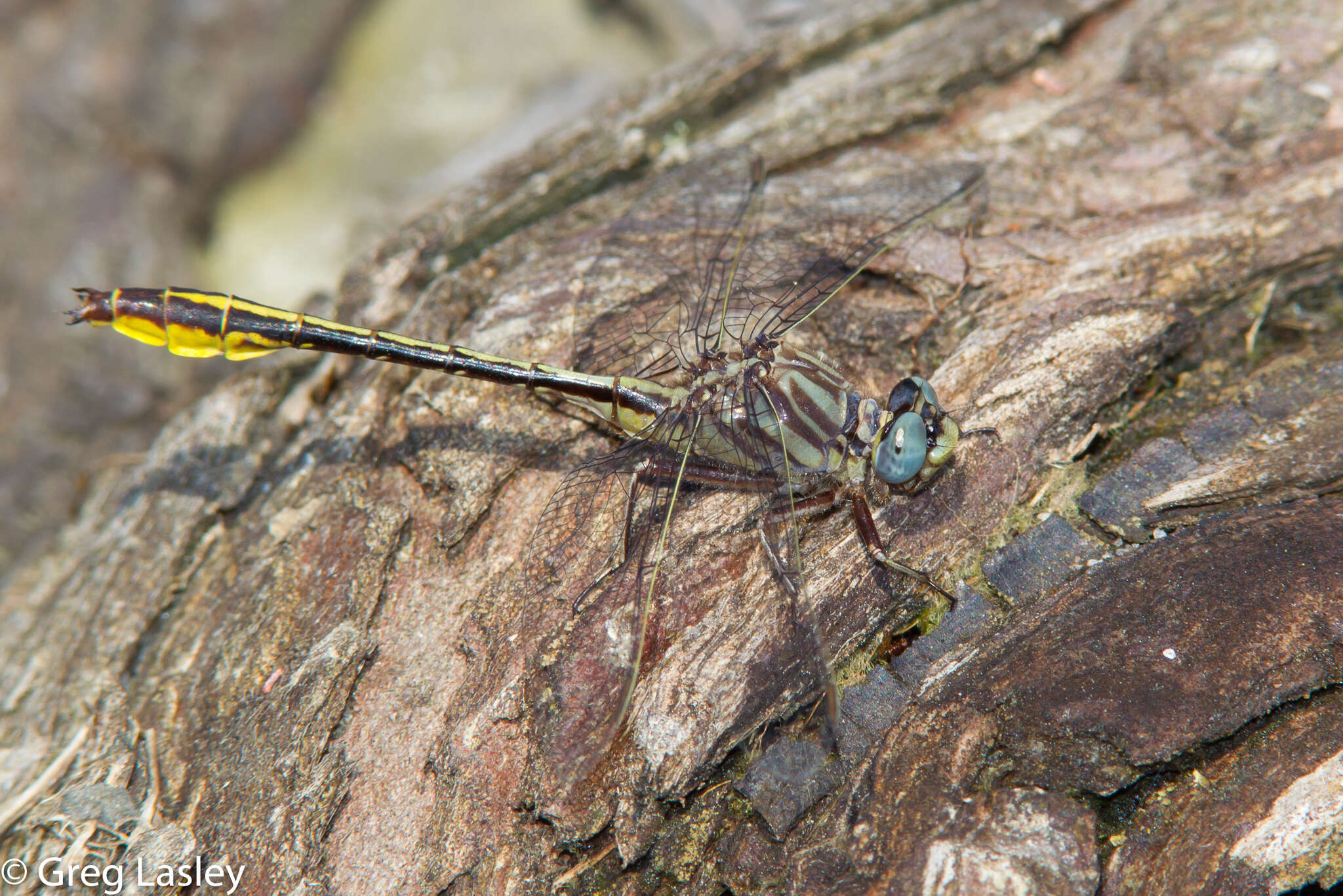 Image of Phanogomphus cavillaris (Needham 1902)