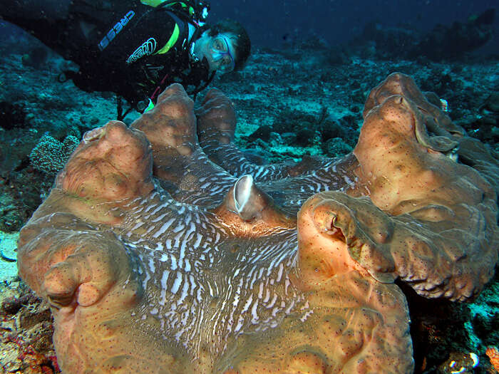 Image of Giant Clam